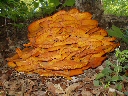 Big Fungi
