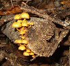 Orange Cap Mushrooms